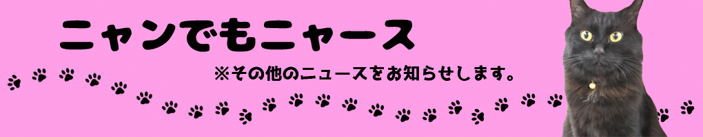 その他用アイキャッチ_猫