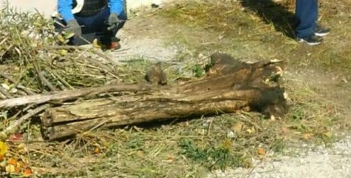 勤労感謝の日。ドライバーさんも一緒に駐車場の草刈り 5 駐車場の横渡る丸太