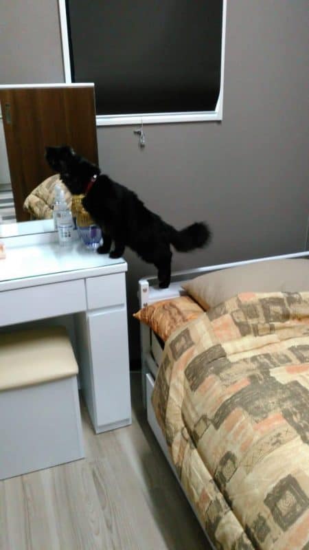 本社の女性ドライバー用の仮眠室、シャワールーム、オープン! 7 ここはどこ おはぎ 黒猫