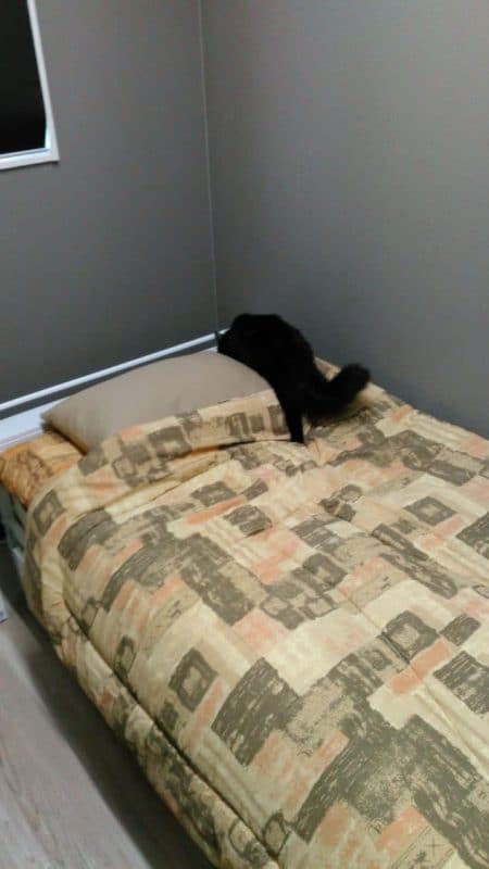 本社の女性ドライバー用の仮眠室、シャワールーム、オープン! 10 散策中おはぎ 黒猫