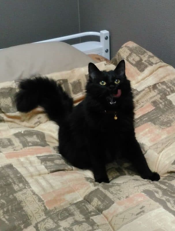 本社の女性ドライバー用の仮眠室、シャワールーム、オープン! 5 おはぎ 黒猫