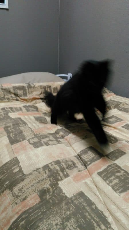 本社の女性ドライバー用の仮眠室、シャワールーム、オープン! 12 おはぎとベット