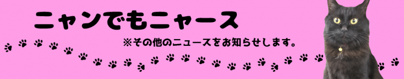 その他用アイキャッチ_猫
